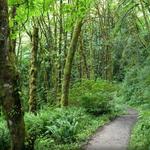 Forest Park