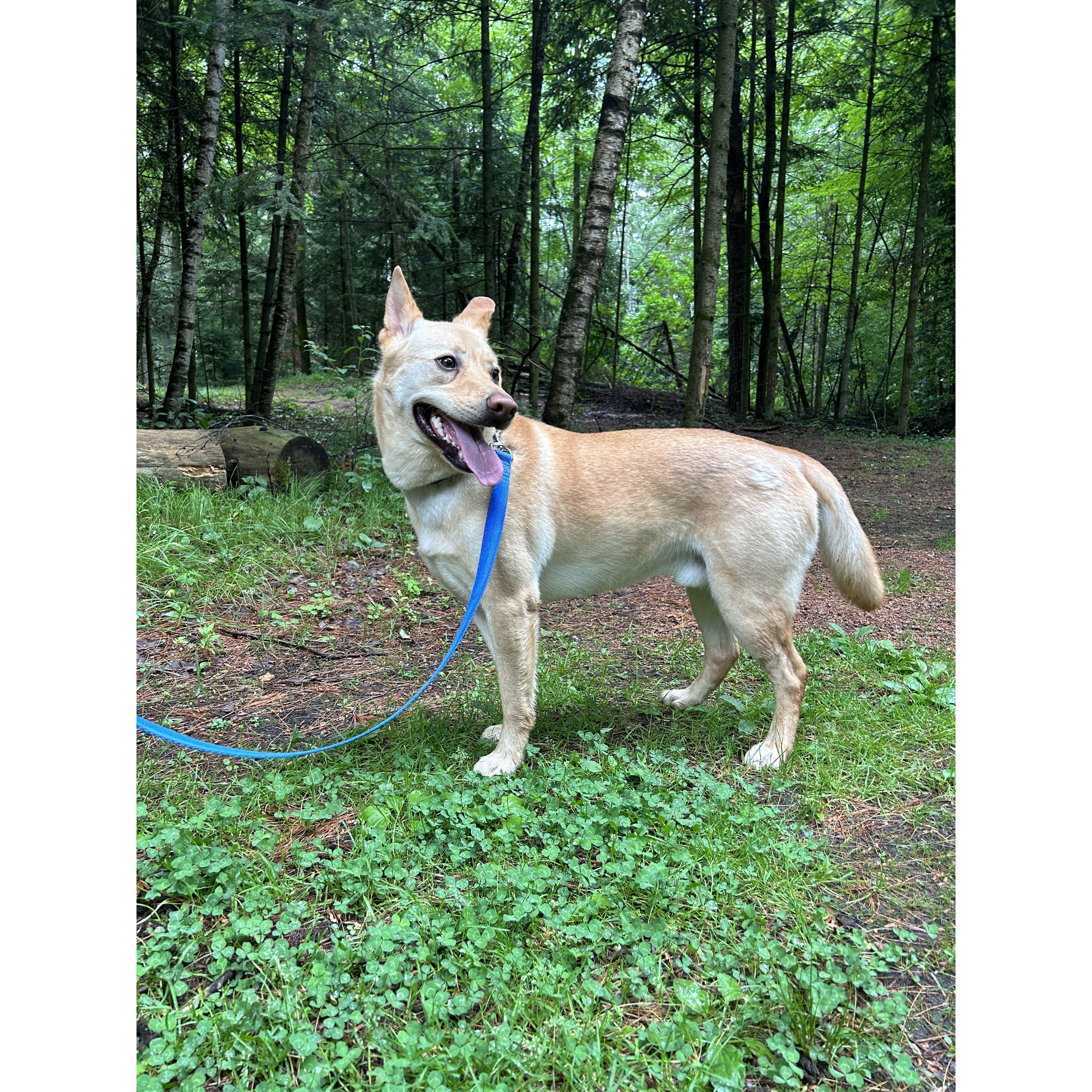 Adopted Our Gunner