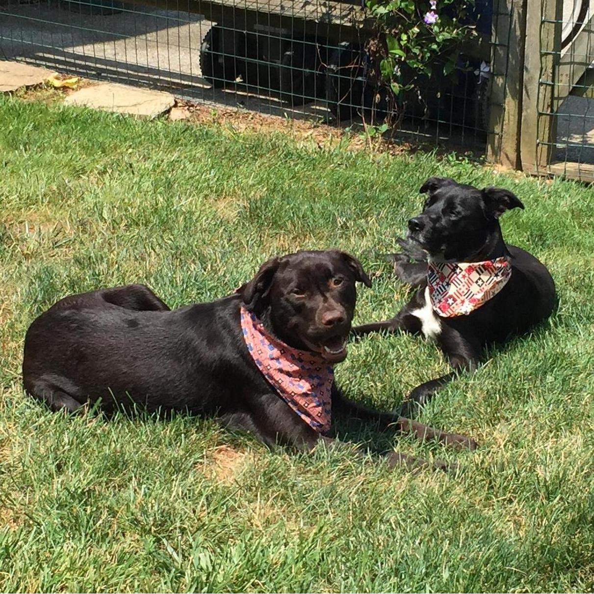 Leo and Bailey - Our fur babies