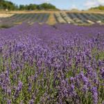 Lavender Hill Farm