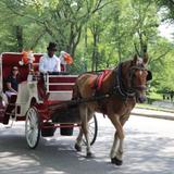 Official Central Park Horse Carriage Guided Tours by NYC Rides