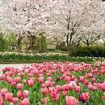 The Dallas Arboretum and Botanical Garden