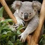 Healesville Sanctuary