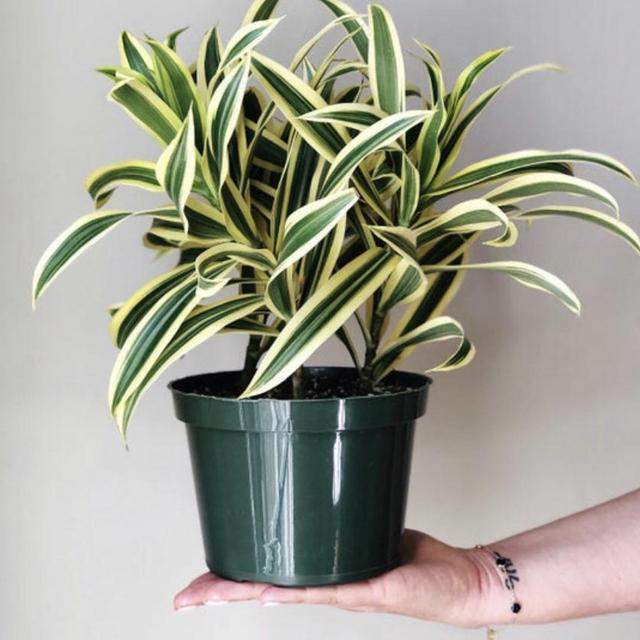 Dracaena Reflexa