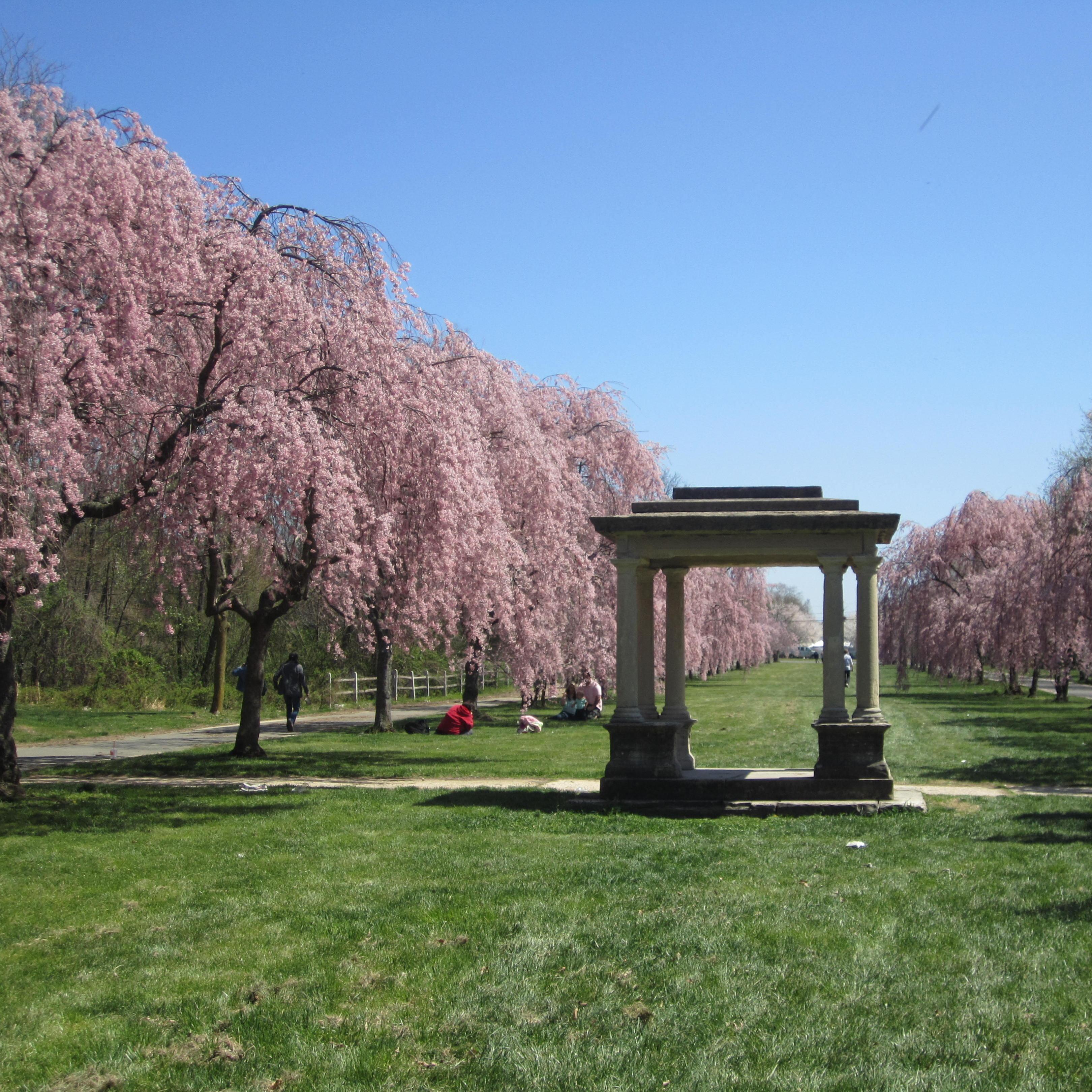 Sakura Sunday in Fairmount Park, Philadelphia - April 2013 (this is where he proposed in April 2017)