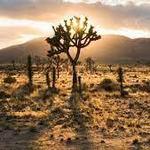 Joshua Tree National Park