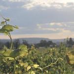 canandaigua lake wine trails