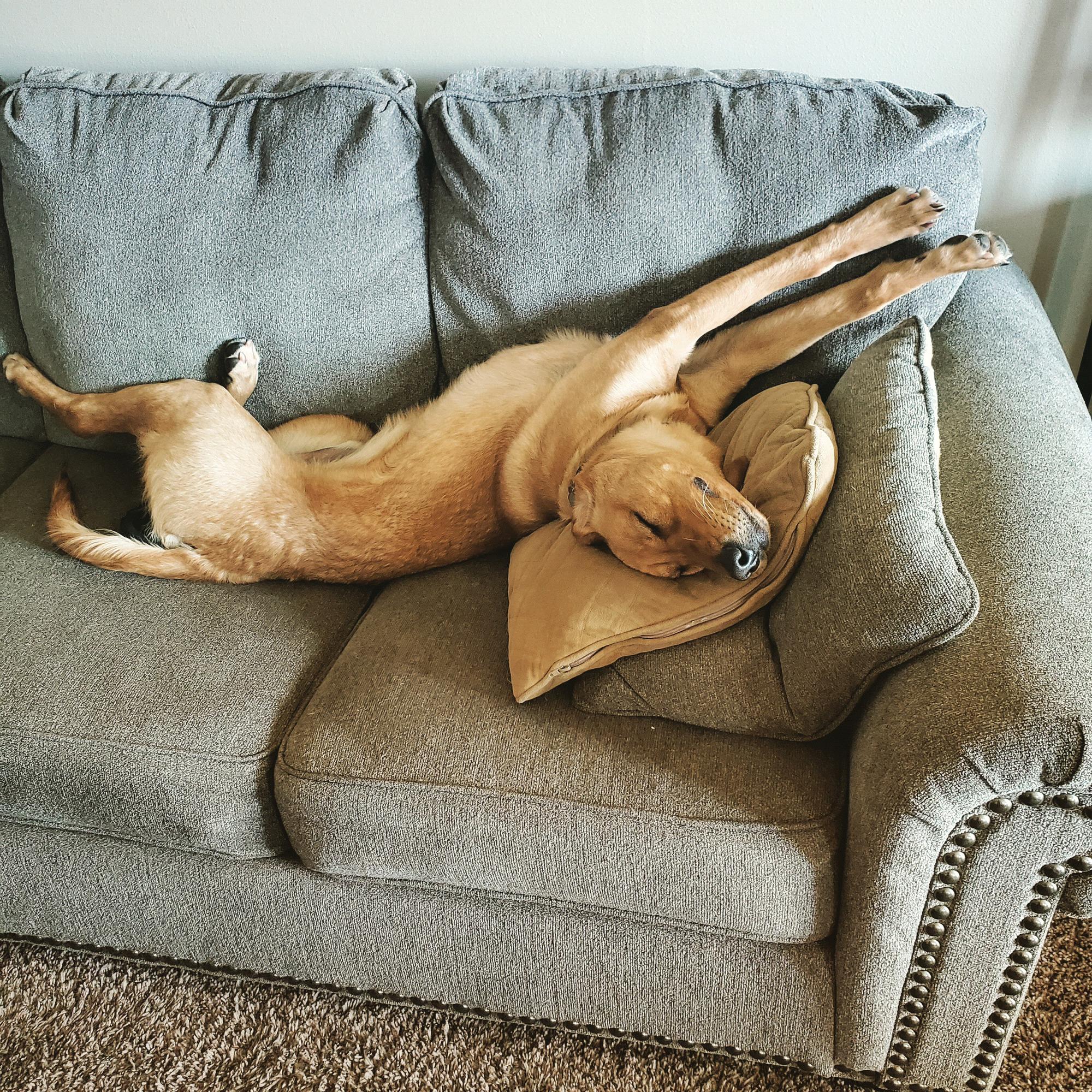Our fierce guard dog, Loki.