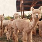 Good Karma Ranch Alpacas