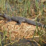 Honey Island Swamp Tours