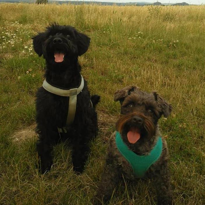 Our fur baby and her best friend Tootsie