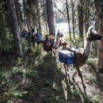 Swan Mountain Llama Trekking