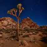 Joshua Tree National Park