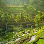 Tegalalang Rice Terraces