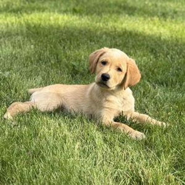 Adopt a Dog