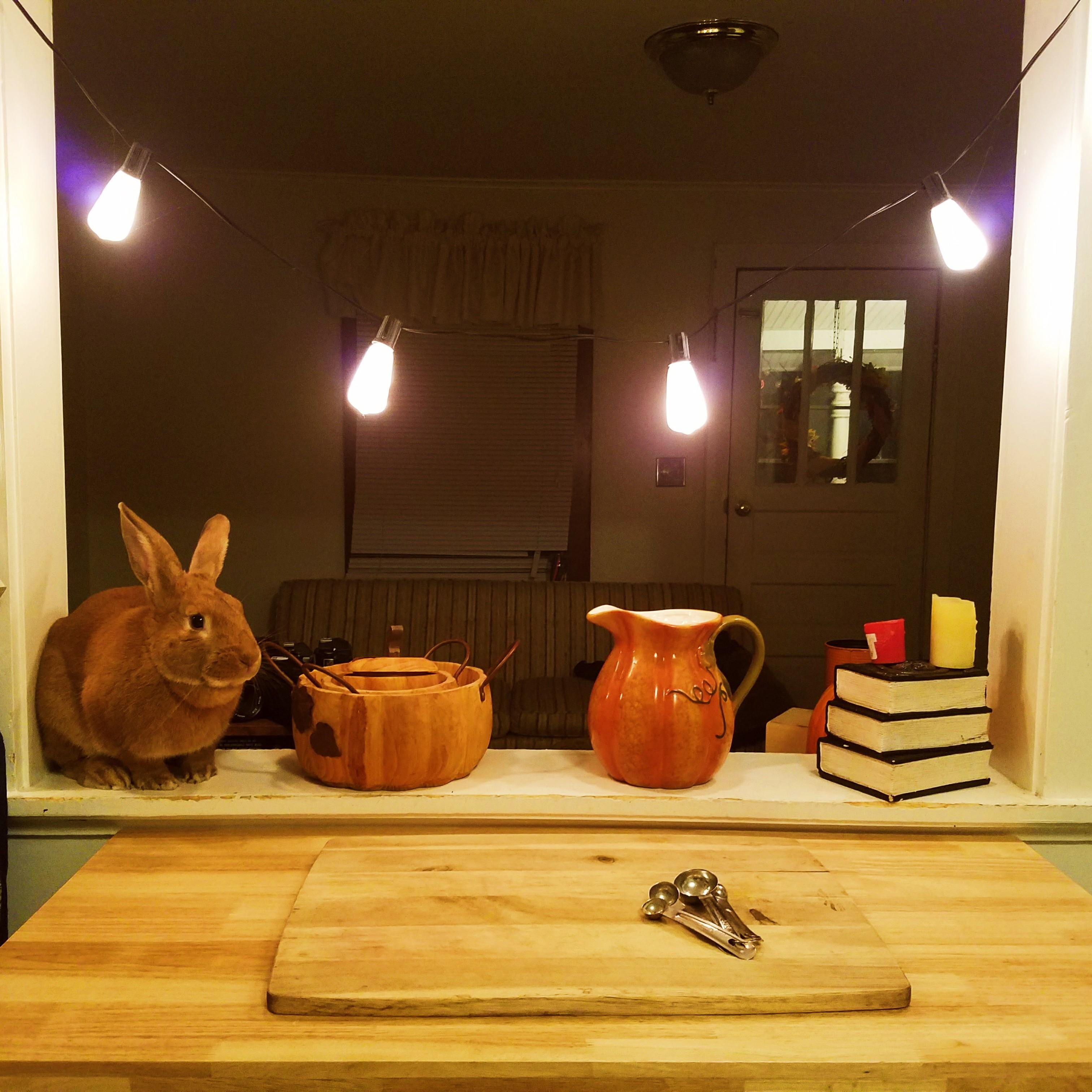 November 22, 2017:
Sunny's watching Samantha as she bakes, waiting for scraps. 🍰