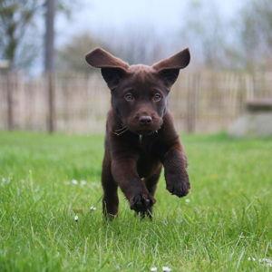 Puppy Fund