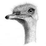 Ostrichland USA
