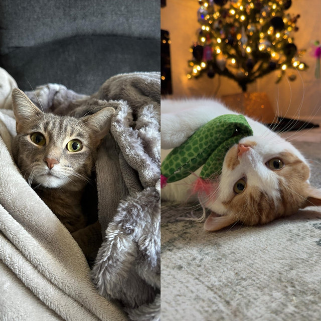 Our Fur Babies