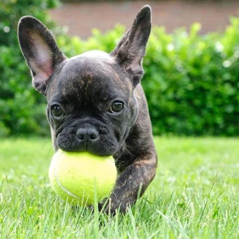 Our First Puppy