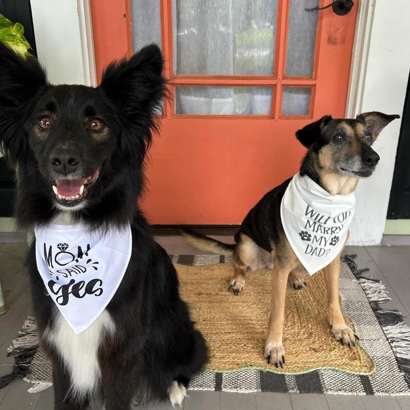 Our fur babies!