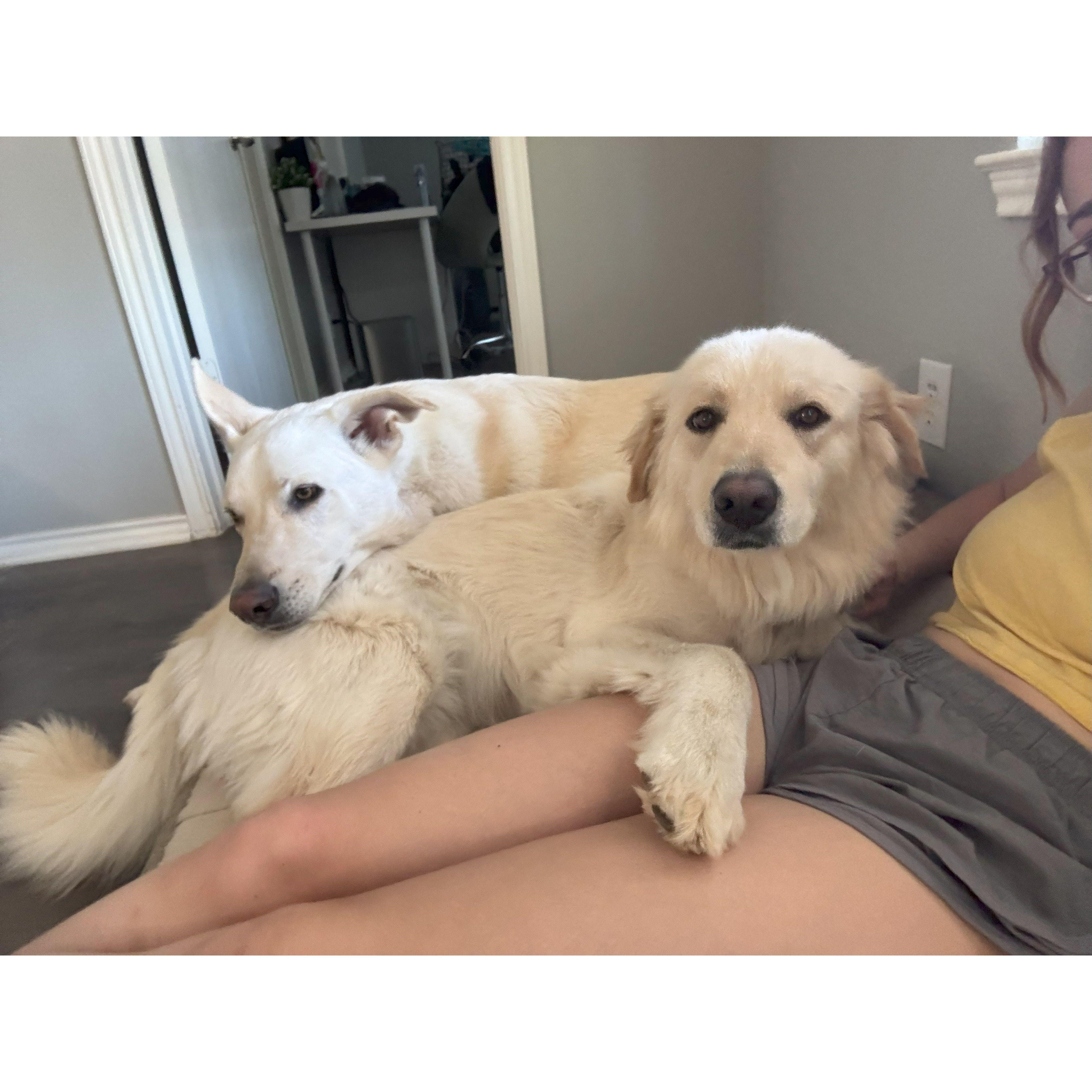 Our dogs Kevin and Bubbles