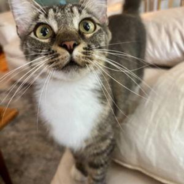 Pet Care For Our Honeymoon