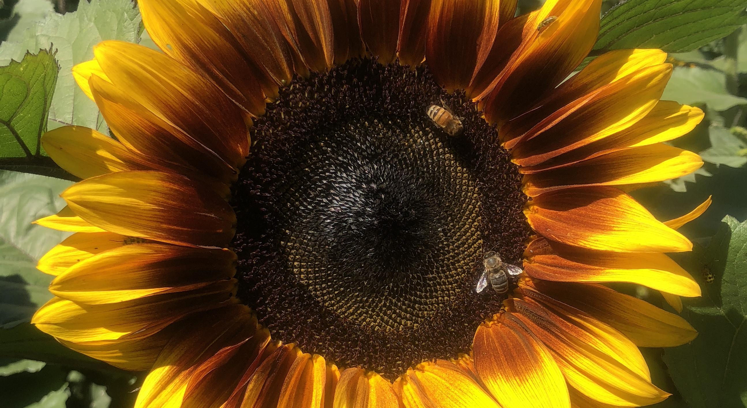 Footer image