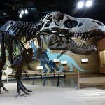 Cleveland Museum of Natural History