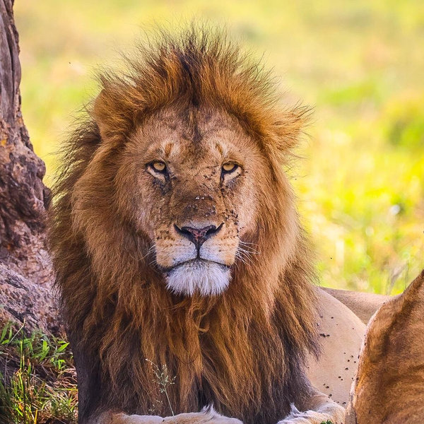 South African Honeymoon