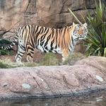 Mike the Tiger's Habitat