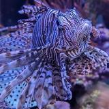 Great Lakes Aquarium