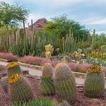 Desert Botanical Garden