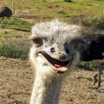 Ostrichland USA