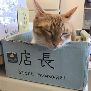 Cat cafes!