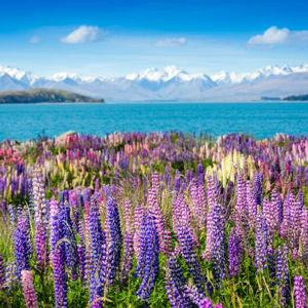 New Zealand Honeymoon Fund