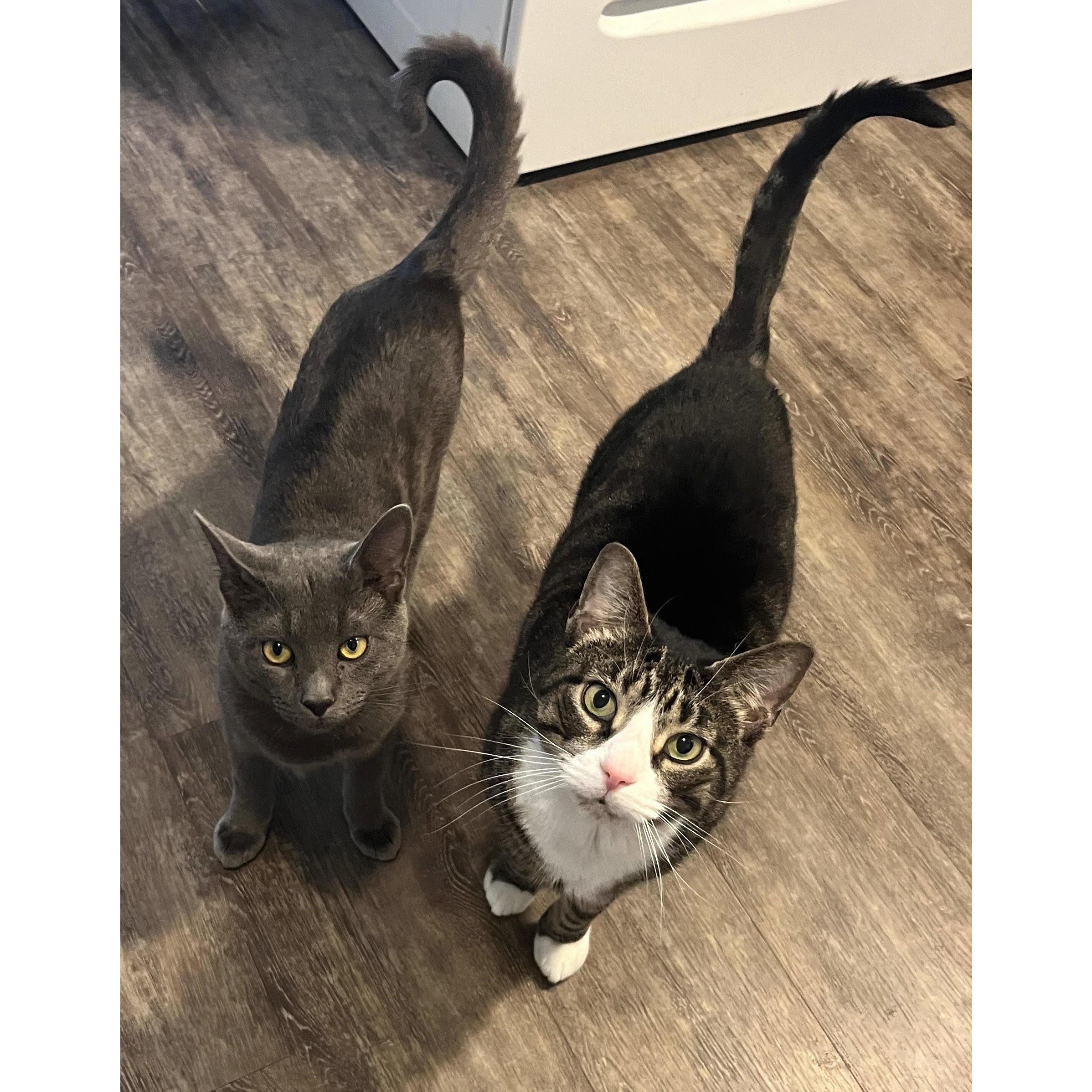 Our special furry boys that help fill our home with love, Apple (left) and John (right)