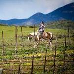 Wine Country Trails by Horseback