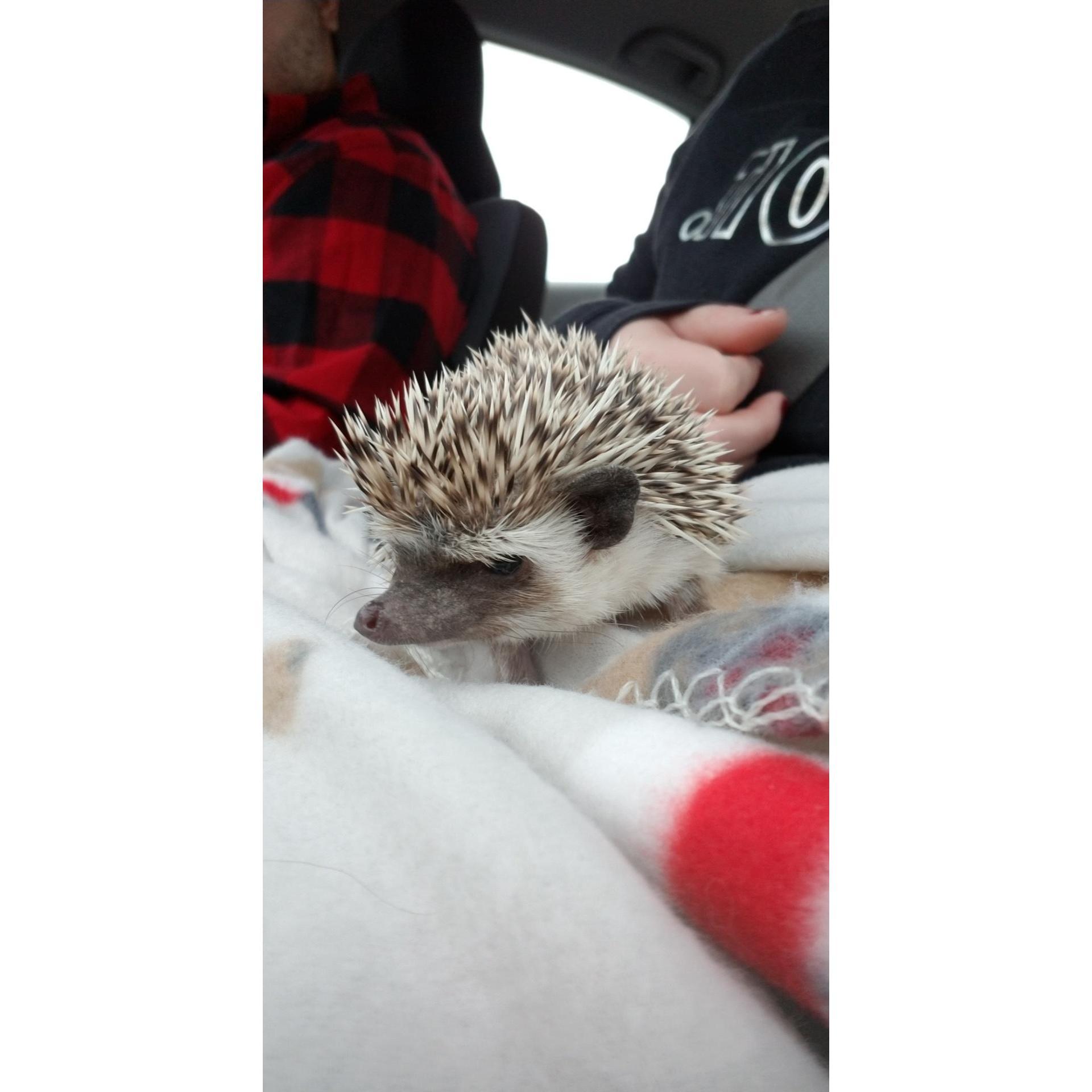 Our Hedgehog Ozzy