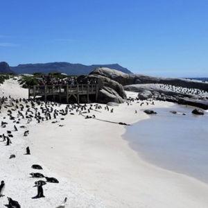 Cape Town Peninsula Tour