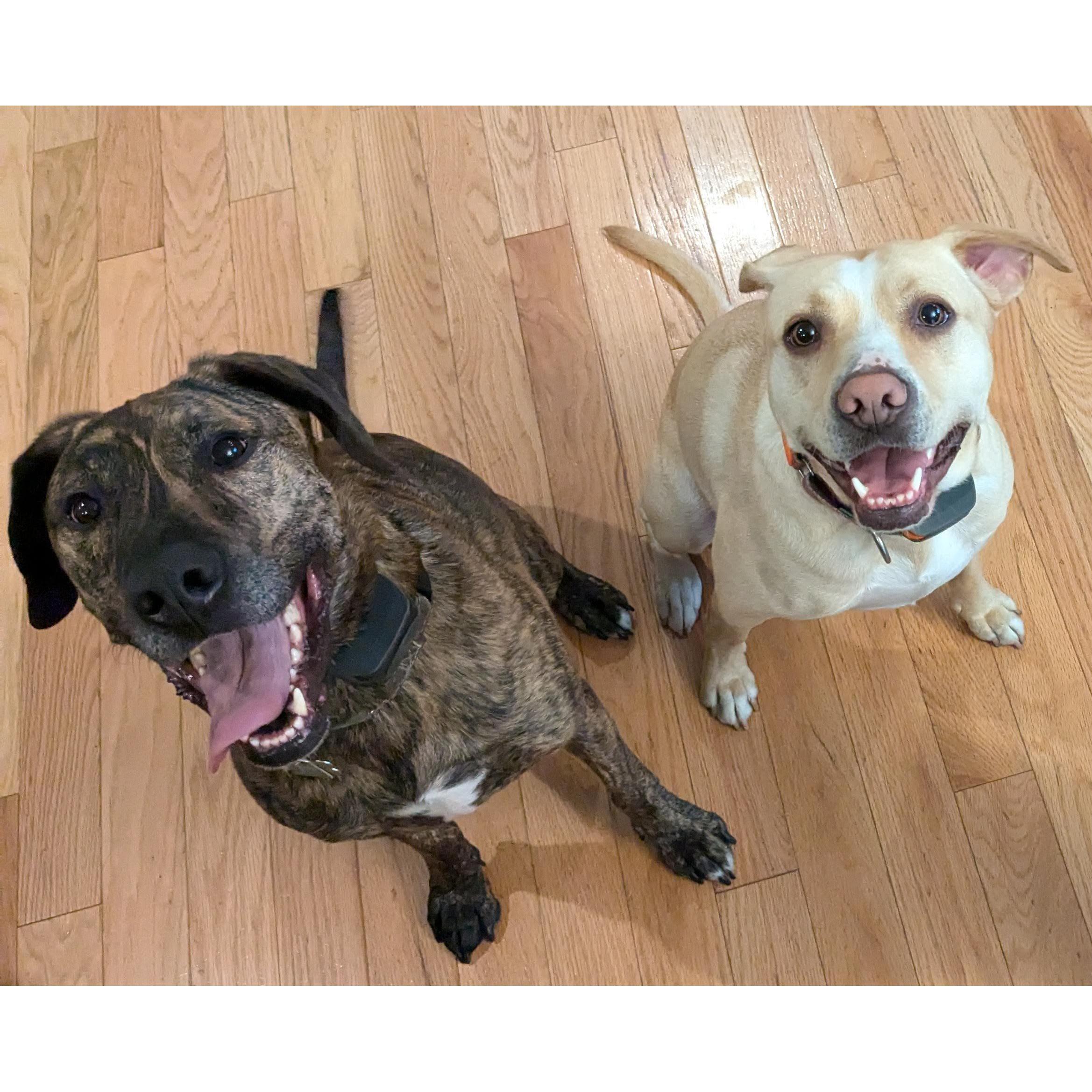 The Pups... Cheddar and Cheeny (2024)