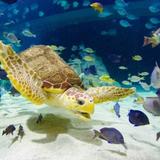 OdySea Aquarium
