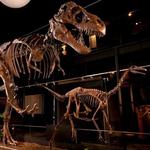 Houston Museum of Natural Science