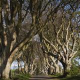 The Dark Hedges