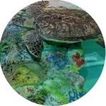 Clearwater Marine Aquarium