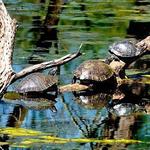 Heard Natural Science Museum & Wildlife Sanctuary