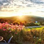 Jefferson Vineyards