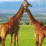 Ngorongoro Conservation Area