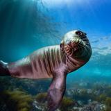Scuba Diving and Snorkeling