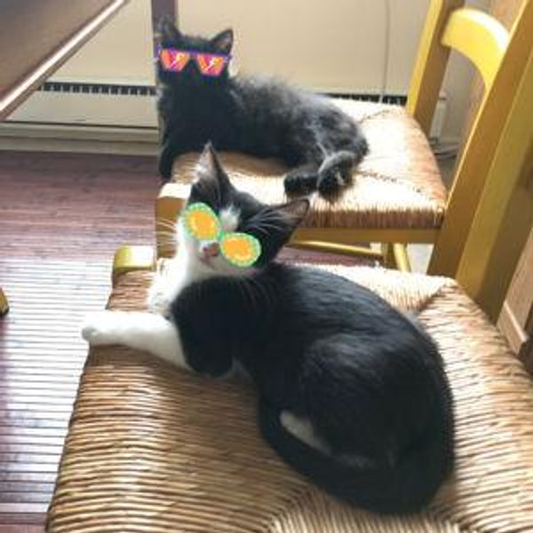 Jojo and Jude's Catnip Fund